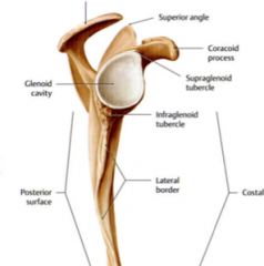 The depression of the neck of the scapula that articulates with the humerus. The lip around the cavity is known as the labrum. It is a shallow cavity.