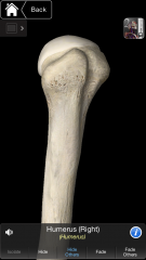 The distal end of the glenohumeral joint capsule