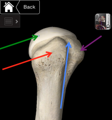 Greater Tubercle (red)
Intertubercular Groove/Sulcus (Bicipital Groove-tendon of the long head of bicep rests here) (blue)
Lesser tubercle (purple)
Head of humerus (green)