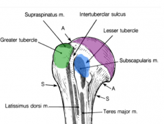 A fall on the outstretched hand can break the surgical neck of the humerus causing injury to the axillary nerve (innervates the deltoid and teres minor) and the posterior circumflex humeral artery