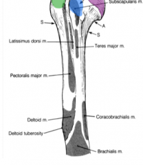 The distal attachment for the deltoid muscle on the lateral aspect of the humerus.