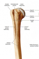 The floor of the bicipital groove on the humerus