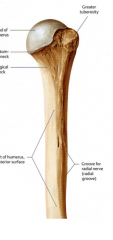 A groove on the anterior humerus that houses the radial nerve and the deep brachial artery