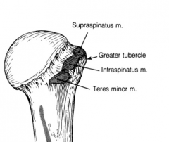 Respectively the supraspinatus, infraspinatus, and teres minor muscles.