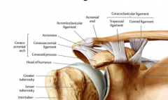 The coracoacromial ligament which resists upward displacement of the humerus from the glenoid cavity. Chronic, repetitive upward displacement of humerus may lead to impingement injury to rotator cuff and shoulder pain.