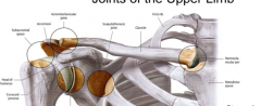 Sternoclavicular joint (clavicle-manubrium of sternum)-pivot type joint
Acromioclavicular joint (acromion process-clavicle)
Glenohumeral joint (shoulder)
Scapulothoracic joint "FAKE" the interface between the subscapularis muscle and the wall o...