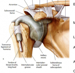 The bursa of the supscapularis muscle on the anterior aspect of the joint