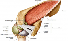The subacromial bursa responsible for the smooth movement of the tendon of supraspinatus muscle. The coracoacromial ligament between the acromion and the coracoid processes creates the coracoacromial arch.