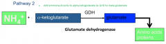 1) NH4+ + alpha-ketoglutarate gets convereted into Glutamate by Glutamate Dehydrogenase (GDH)

2) Glutamate gets converted into amino acids and proteins