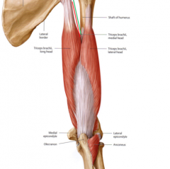 The radial nerve and the deep brachial artery