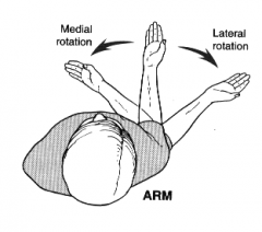 movement of a segment around a vertical axis running through the segment toward the midline of the body while the posterior surface moves away form midline