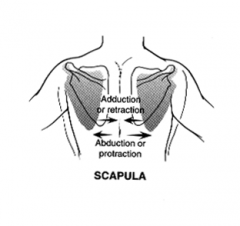 movement of the two scapula away form each other as in rounding shoulders
