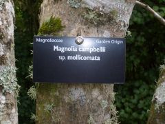 Family: Magnoliaceae
Name: Magnolia campbellii
Spp: Mollicomata
Garden Origin
Medium to large deciduous tree, growing to 30-45m, leaves are 10-23cm, 4.5-10cm wide, fuzzy underneath, very large white-dark pink flowers 15-25cm diameter, appear e...