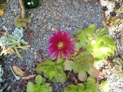 Family: Aizcacceae
Common Name: Ice Plant
Name: Mesembryanthemum 
Common Name: Crimson Glory
South Africa
Succulent herb or perennial shrub. Grows about 1m wide, flowers in late spring- early Summer, pink-white- Near white in colour with smoo...