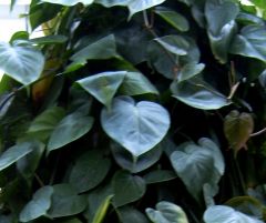 Common Name: Heart Leaf Philodendron
Scientific Name: Philodendron scandens
Family: Araceae
2-3inchs wide, solid green heart shaped leaves, with long hanging green coloured stems, alternate leaves, simple leaf structure, Grows in shadey conditi...
