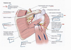 The supraspinatus and the infraspinatus muscle