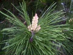 Common Names: Monetry Pine, Radiata Pine, Himalayan pine
Scientific Name: Pinus radiata
Fast growing evergreen tree grows to about 15-60m tall leaves are thin needles which are bright/dark green 8-15cm long. Produces cones in winter which are 7-...