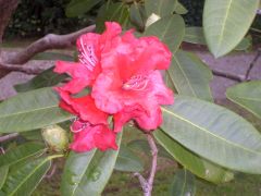 Family: Ericaceae
Name: Rhododendron cornubia
Name: Cornubia
Garden Origins
Grows in full sun- Partial shade. Blood red flowers blooms very early spring but not every year, flowers grow in rounded trusses of about 12 flowers. Grows to about 2-...
