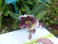 Common Name: Redvale, Slipper Orchid
Scientific Name: Orchidaceae paphiopedilum
Cultivar: Winston Churchill. Indomitable
Additional cultivar information: (P.Edrigex P. Hampden)
Height, 6- 12inchs 15-30cm, 12- 18inchs 30-45cm
Flowers are yello...