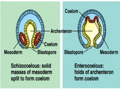 schizocoelous = protostome


enterocoelous = deuterostome