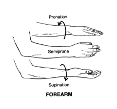 Movement of forearm in which palm rotates to face forward from the fundamental starting position