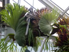 Common Name: Staghorn Fern
Scientific Name: Platycerum superbum 
Category: Polypodiceae
Found: Malasia to Australia
Native to lowland rainforests in Queensland, epiphytic plant occasionally lithophytic, has a nest which measures 1m which it us...