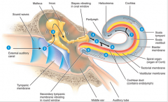 THE PHYSIOLOGY OF HEARING

1) The auricle directs sound waves to the external auditory canal.

2) When the sound waves strike the tympanic membrane, the alternate waves of high and low pressures in the air causes the tympanic membrane to vibrate ...