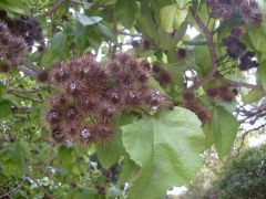 Maori Name:  Whau
Common Name: Corkwood
Scientific Name: Entelea arborescens
Grows to 6m tree or shrub, large lime green leaves, dry fruit capsules are brown and have spines all over them, leaves are 10-20cm long, flowers profusely between earl...