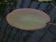 Common Name: Royal Waterlily, Giant Water lily, Amazon Water Lily
Scientific Name: Victoria amazonica
Category: Nymphaceae
Yellow-Green leaves 3m diameter, with coppery red spiny underside, sits on top of water, on a stalk 7-8m long, flowers bl...