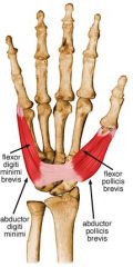 Origin: Pisiform	
Insertion: Base of proximal phalanx, ulnar side	
Action: Abducting small finger	
Innervation: Ulnar nerve