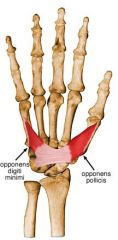 Origin: Hamate, TCL	
Insertion: Small-finger metacarpal	
Action: Abducting, flexing, rotating (laterally)	
Innervation: Ulnar nerve