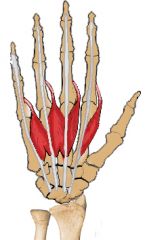 Origin: FDP tendon
Insertion: Lateral bands (radial)	
Action: Extends PIP and DIP	
Innervation: Median (1st and 2nd), ulnar nerves (3rd and 4th)
