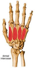 Origin: Dorsal 1 - 4: Adjacent sides of two metacarpals (bipennate muscles)

Insertion:	Dorsal 1 - 4: Extensor expansions and bases of proximal phalanges of digits 2 - 4
Action	Dorsal 1 - 4: Abduct digits from axial line and act with lumbricals...