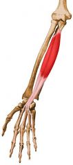 Origin: Anterior and medial ulna
Insertion: Base of distal phalanges
Action: Flexes DIP joints
Innervation: AIN: 2&3; Ulnar: 4&5