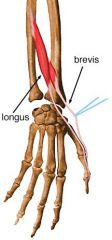 Origin: Posterior surface of middle 1/3 of ulna and interosseous membranee
Insertion: Thumb dorsal phalanx base
Action: Extends thumb IP & CMC joint
Innervation: PIN