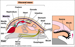 know main organs of visceral mass dissection (review lab 8)