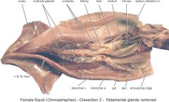 know main organs of squid dissection (review lab 8)