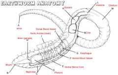 know main organs of earthworm dissection (review lab 8)