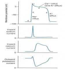 phase 0= rapid Na+ influx (depolarization)


phase 1= transient outward K (partial repolarization)


phase 2= slow Ca2+ influx (funny current)(plateau)


phase 3= K+ efflux (repolarization)


phase 4= K+ current determines resting potential