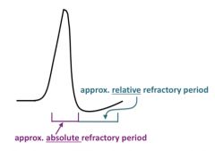 *Na+ channel inactivation limits the frequency of repetitive stimulation, since new action potentials cannot occur if too many of the Na+ channels are inactivated, and therefore are not able to open. 

*The period of Na+ channel inactivation, wh...