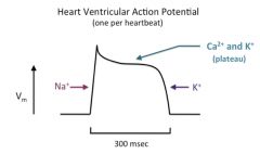 The action potentials of ventricular and atrial heart muscle cells begin with a Na+ spike (phase 0), followed by a brief repolarization (phase 1) due to Na+ channel inactivation and the opening of very slow delayed rectifier K+ channels, and then ...
