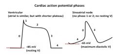 Purkinje fibers have action potentials that are similar to those of the ventricles and atria, including having a Na+ spike [not a Ca2+ spike] and having a long plateau phase. However, the baseline of a Purkinje fiber action potential is not flat; ...