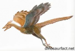 the oldest known 
fossil bird, of the late 
Jurassic period. It had feathers, wings, and 
hollow bones like a bird, but teeth, and a bony tail