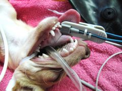 You are hooking up the anesthesia machine and place the pulse oximeter on the dog's tongue. This is to measure which of the following?