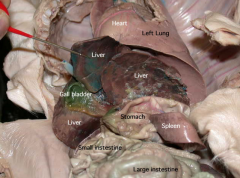 Function- small sac like structure that stores and concentrates bile for digestion