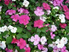 Impatiens Cultivars and Hybrids