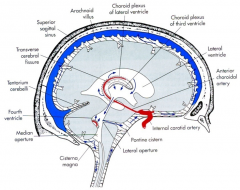 1 - lateral ventricles
2 - interventricular foramen
3 - 3rd ventricle
4 - cerebral aqueduct
5 - 4th ventricle (median and lateral aperture)
6 - cisterns (pontine cistern & cistern magna)