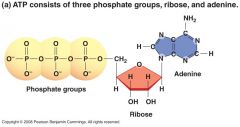 Cell's Energy shuttle
 
Is composed of ribose (a sugar), adenine (a nitrogenous base), and three phosphate groups.