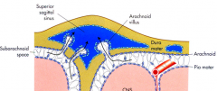 arachnoid villi

superior sagital sinus