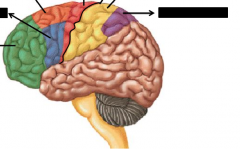 What part of the brain is in orange?